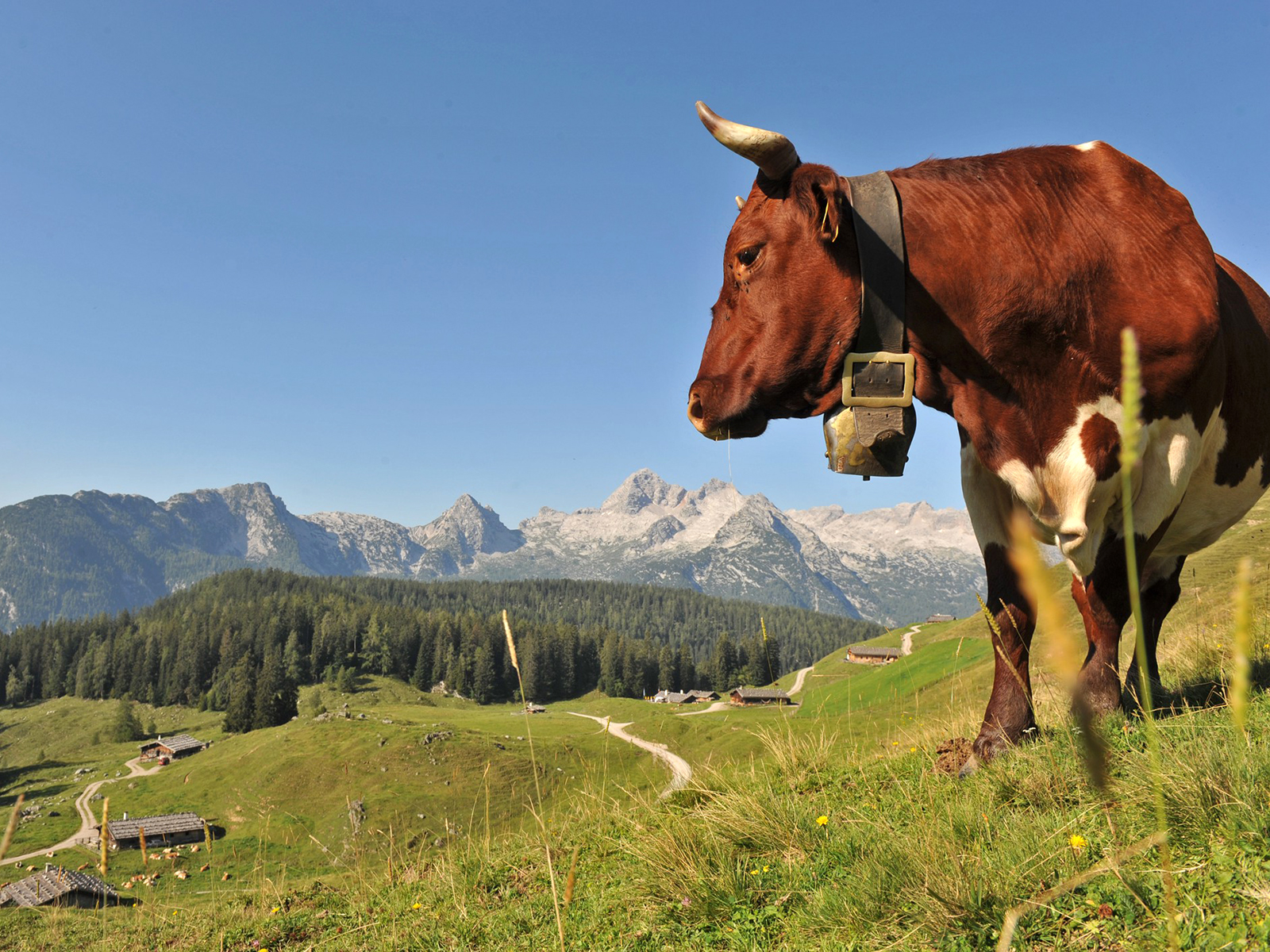 Die Rasse Pinzgauer ist vom Aussterben bedroht – auf Almen im Einzugsgebiet der Molkerei Berchtesgadener Land ist sie aber noch vertreten
