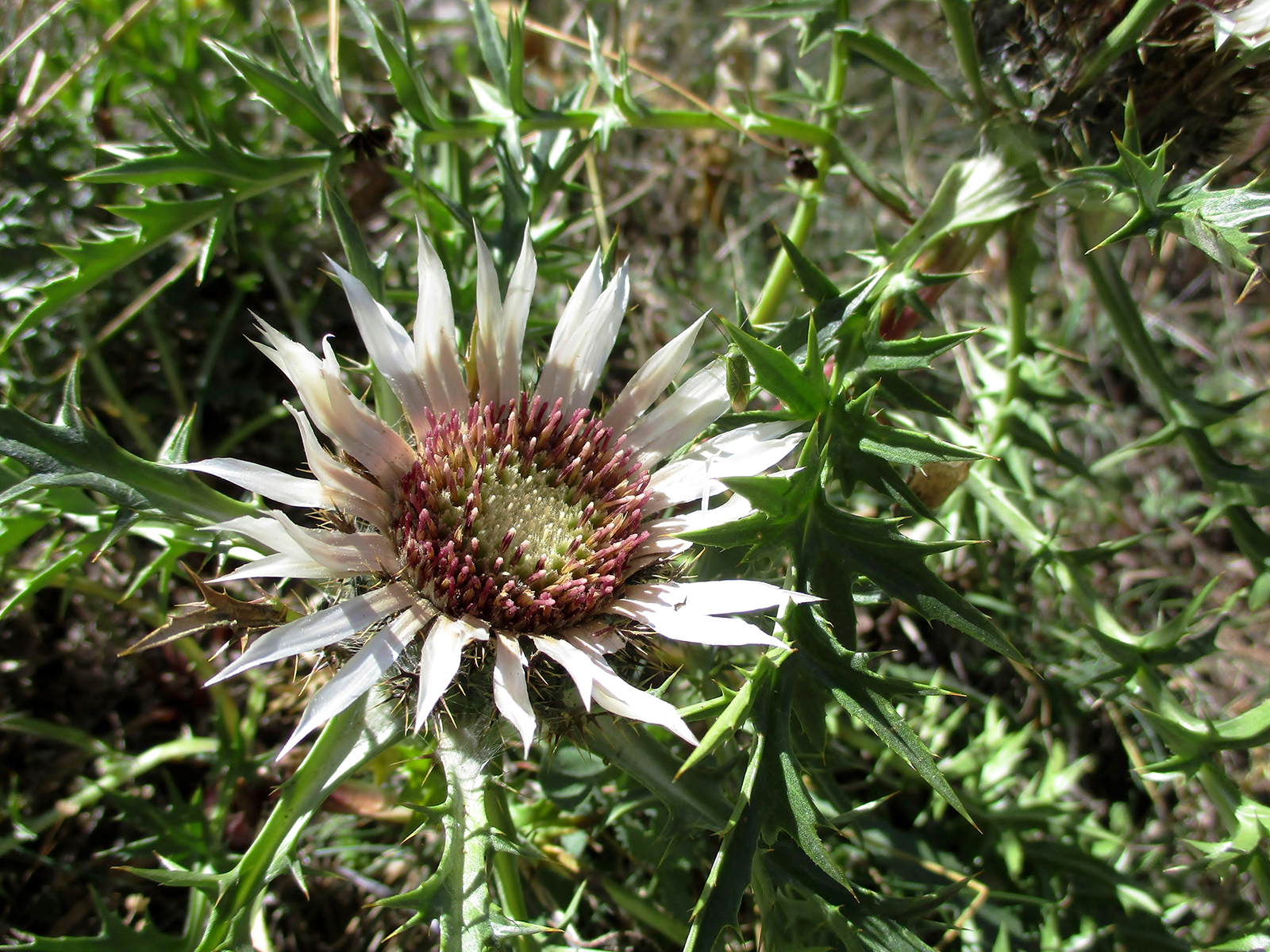 Stachlige Schönheit: Silberdistel (Carlina acaulis)