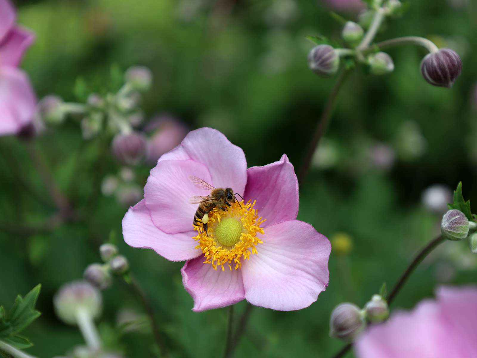 Von Bienen und Blümchen – Ausflug zur Stadtgärtnerei Zürich