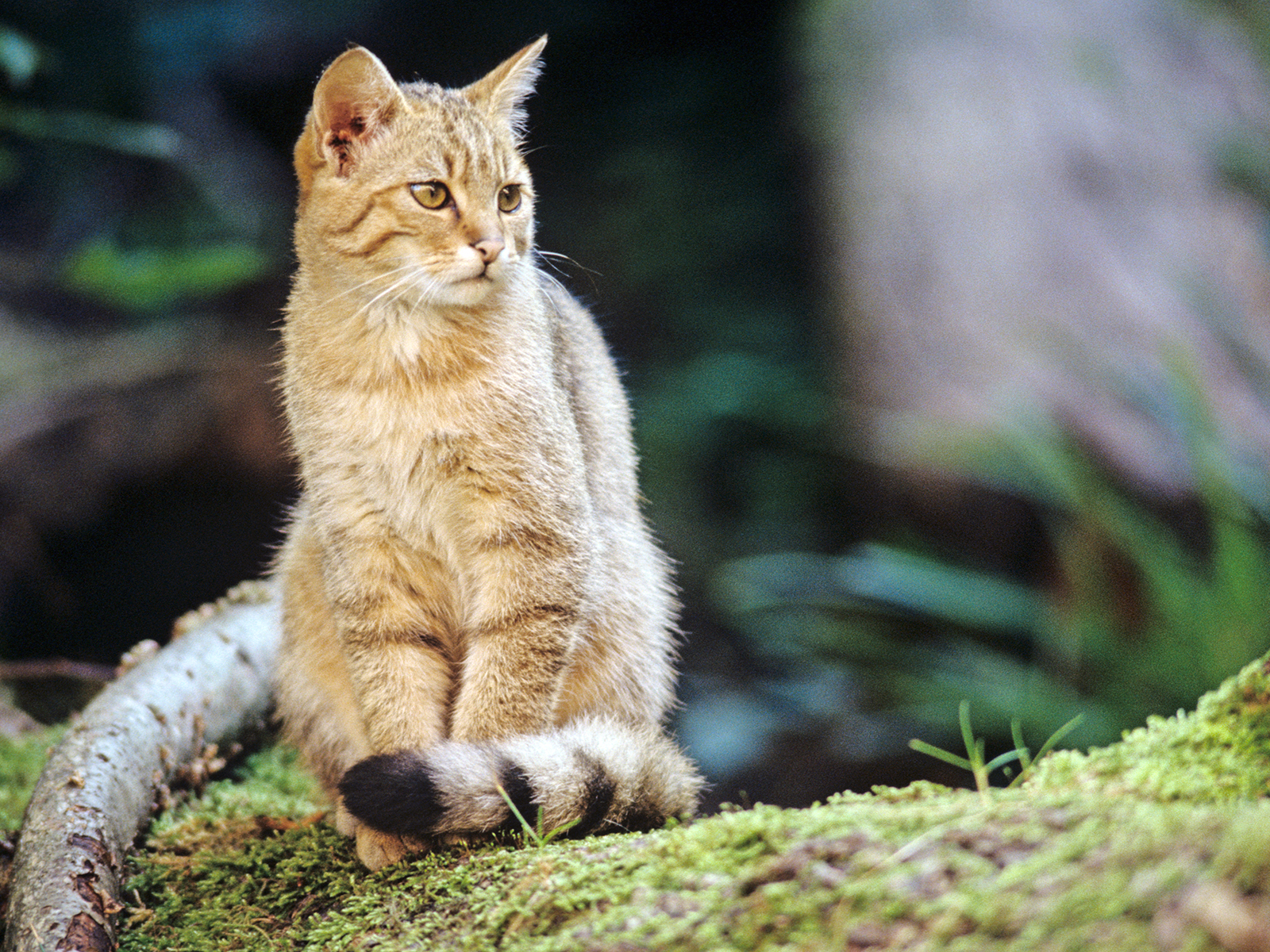 Wildkatzen brauchen unsere Hilfe – Mitmachen zum Weltkatzentag. BUND ruft zum Schutz der Europäischen Wildkatze auf und zeigt, wie jeder helfen kann.
