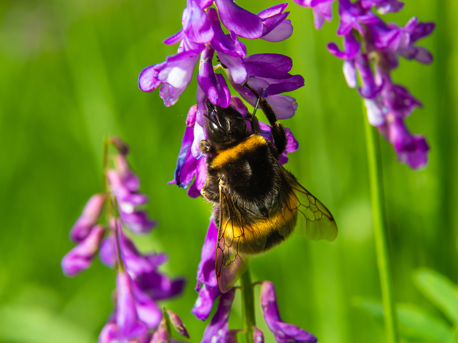 Eine Hummel saugt Nektar aus den violetten Blüten der Vogelwicke