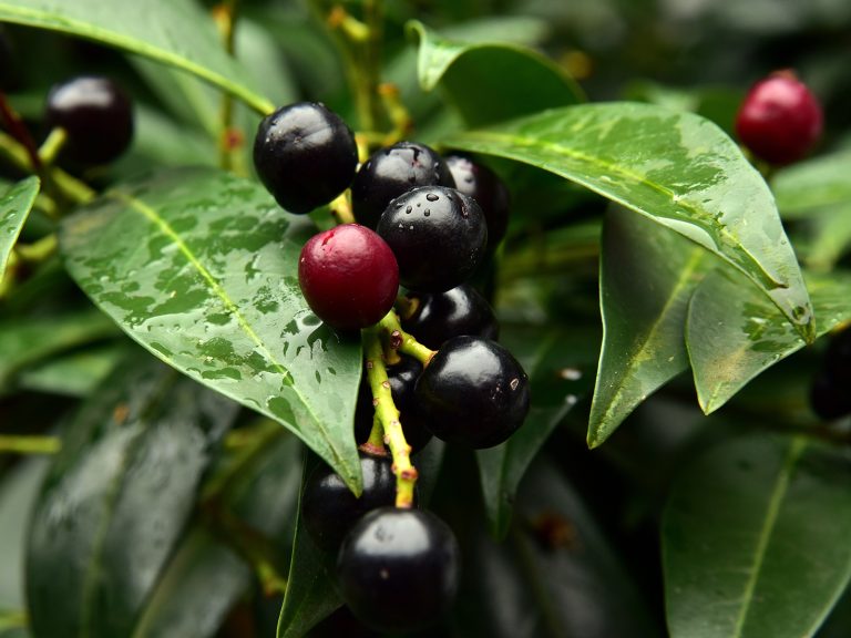 Ökofalle Kirschlorbeer (Prunus laurocerasus)