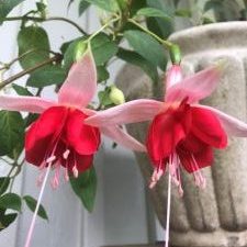 Fuchsia T.I.S Herentals | Greendream - Växter, Buskar och Trädgård