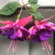 Fuchsia plantor