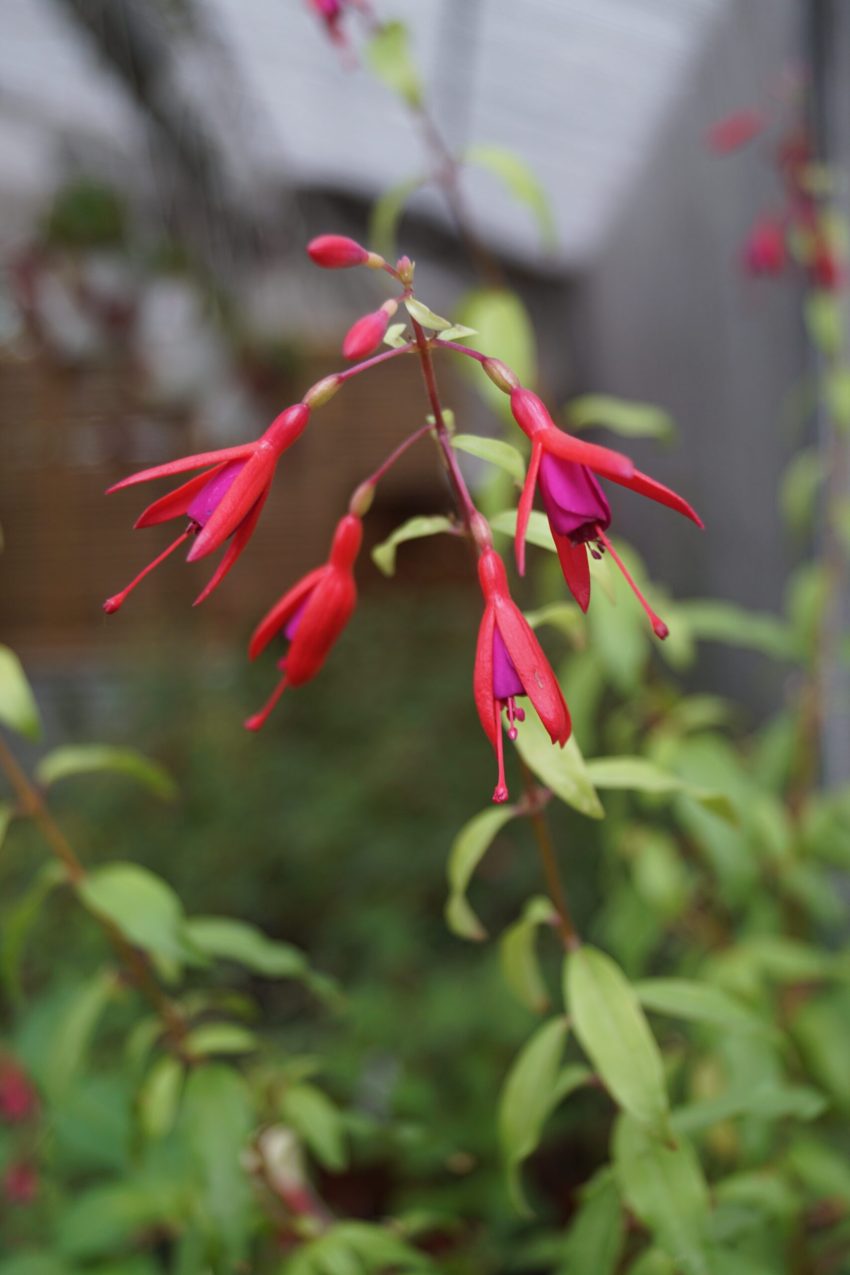 Fuchsia Bernisser hardy