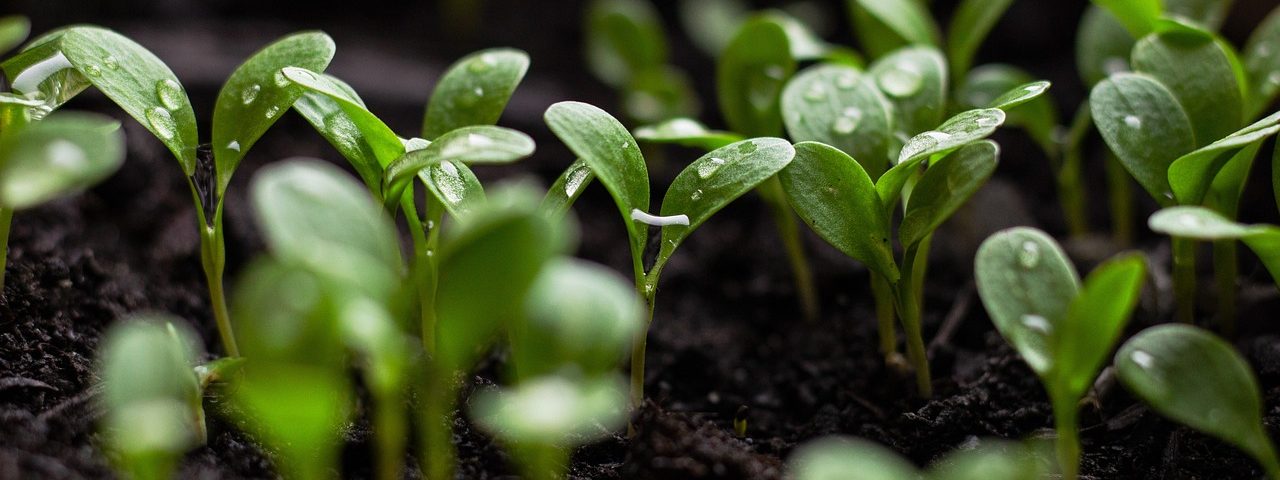 seedlings, soil, spring flowers