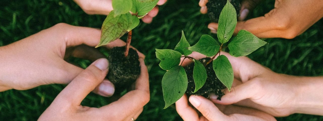 Få bæredygtig rådgivning hos greenlead.