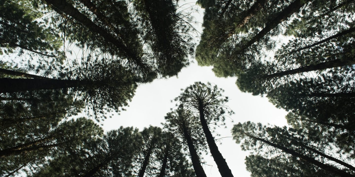 low angle photography of green trees during daytime