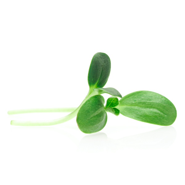 Sunflower shoots og white background