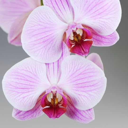 orchide-fittblomma