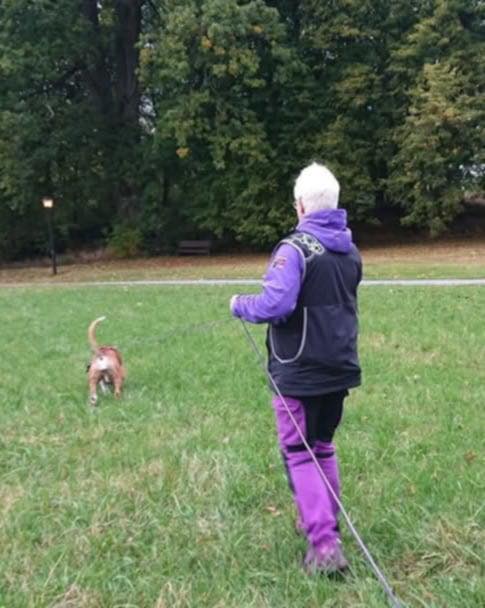 Kan være et bilde av 1 person, hund og gress