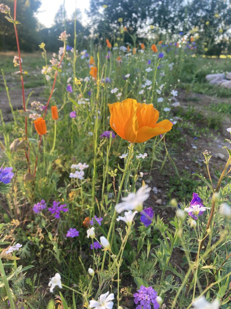 Gul/orange vallmo i vårt ängsprojekt