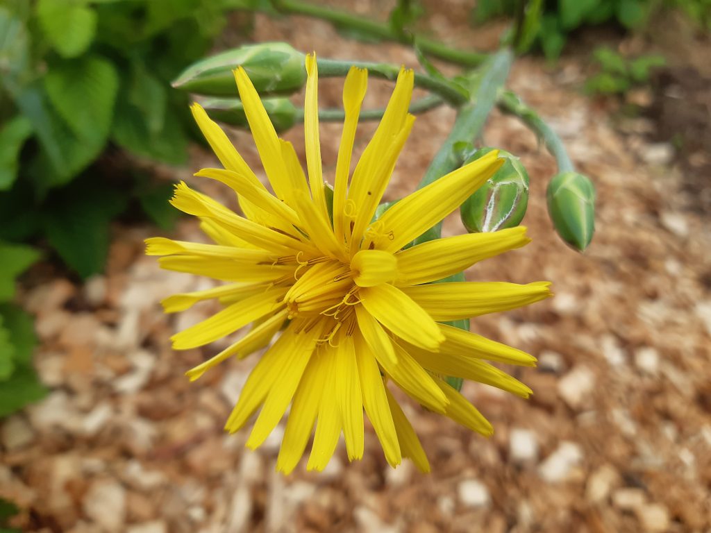 gul-blomma
