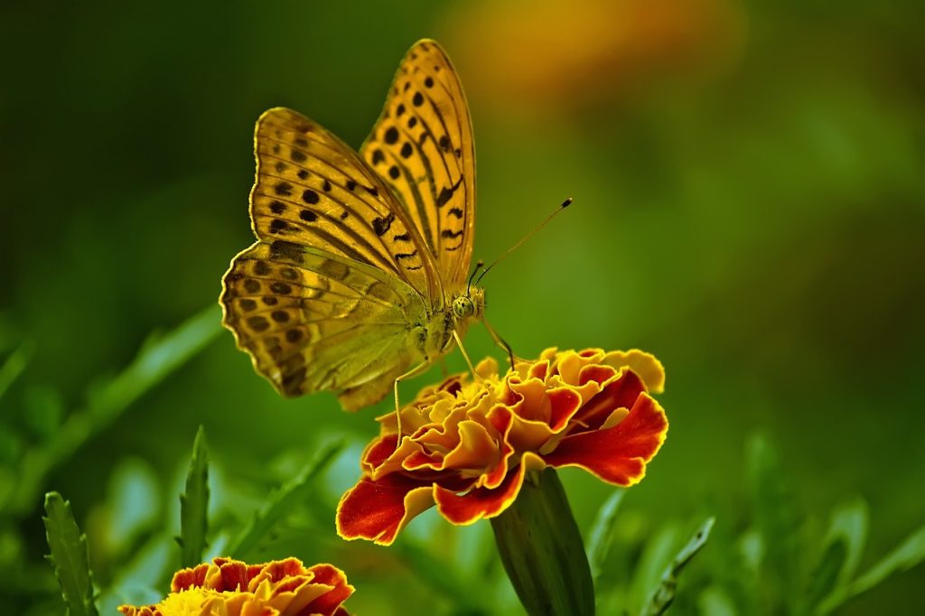 butterfly, nature, beautiful flowers-1829404.jpg