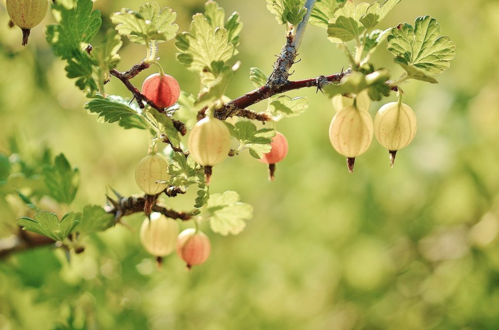 gooseberry, fruits, tree-176450.jpg
