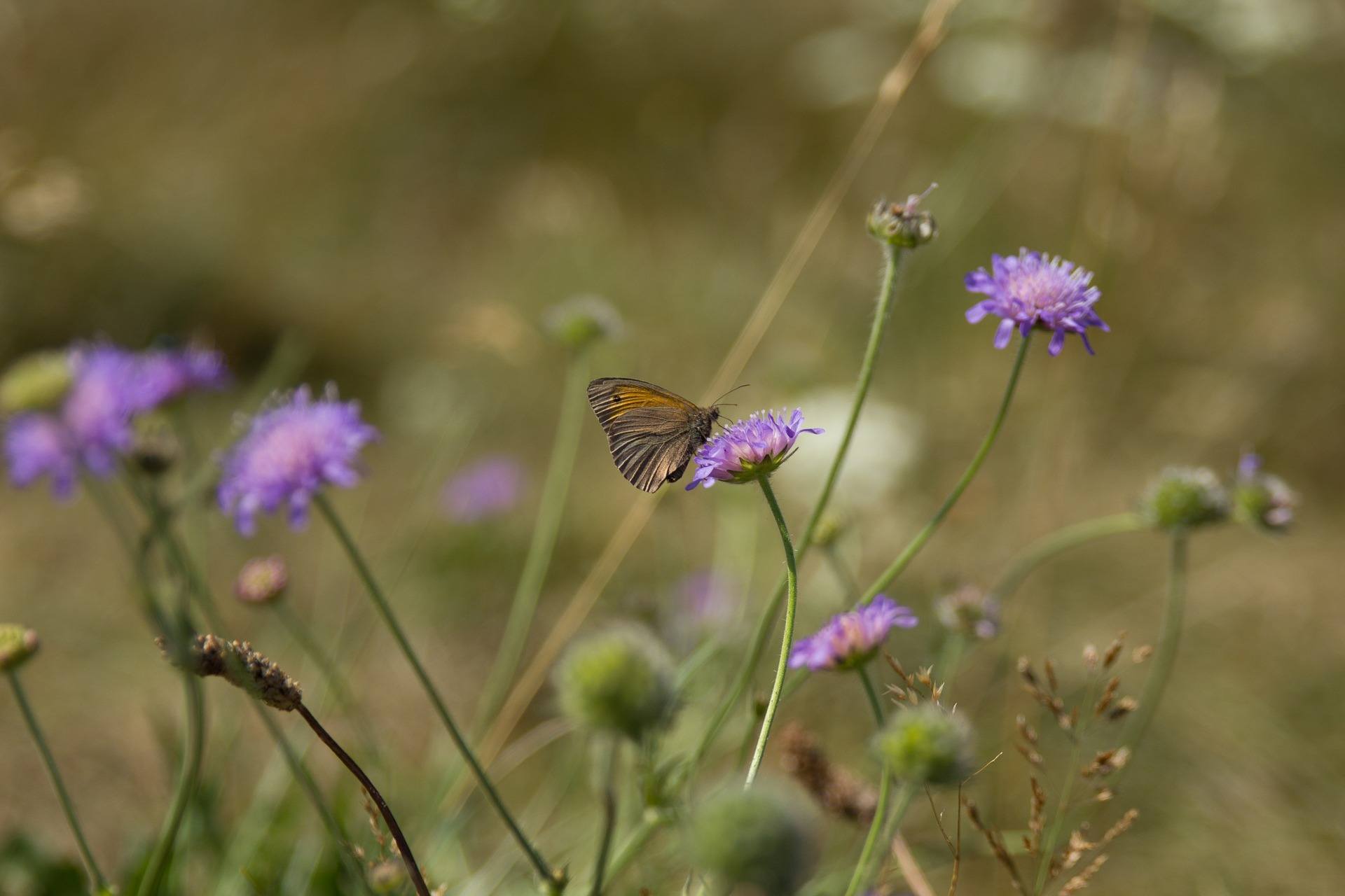 sommerfulg natur