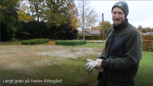 Langt græs på haslev kirkegård, grøn kirkegård m biodiversitet