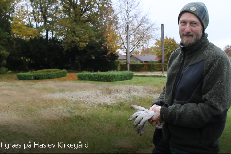 Langt græs på haslev kirkegård, grøn kirkegård m biodiversitet