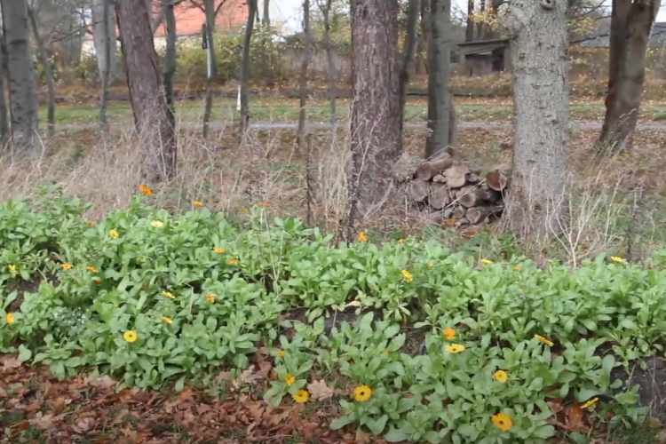 Jordvold af overskudsjord med morgenfruer grøn kirkegård Hals