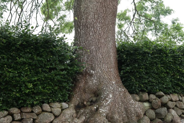 Især gamle træer og stendiger er biodiversitetsmæssigt interessante på kirkegårde, hvor de i mange tilfælde har fået lov at stå stort set urørt i mange år.