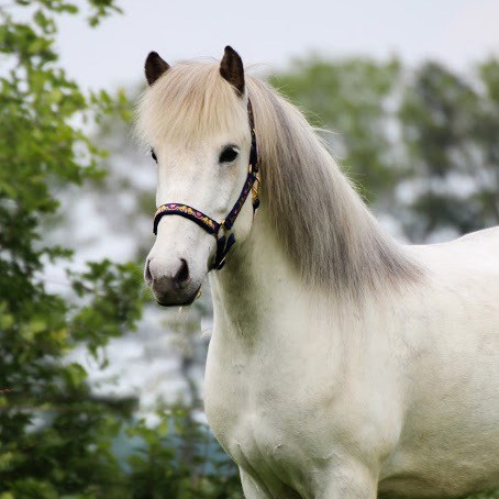 Krapi-staand - IJslands paard