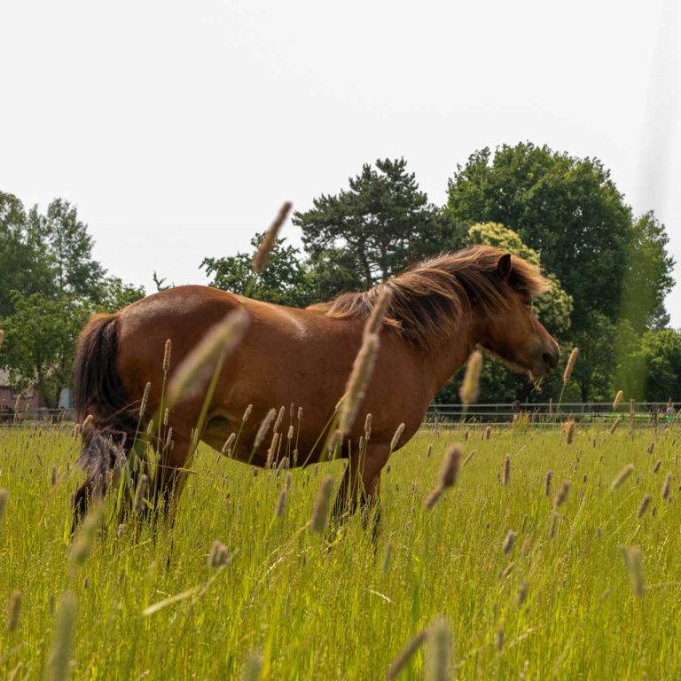 Roos_IJslands-paard