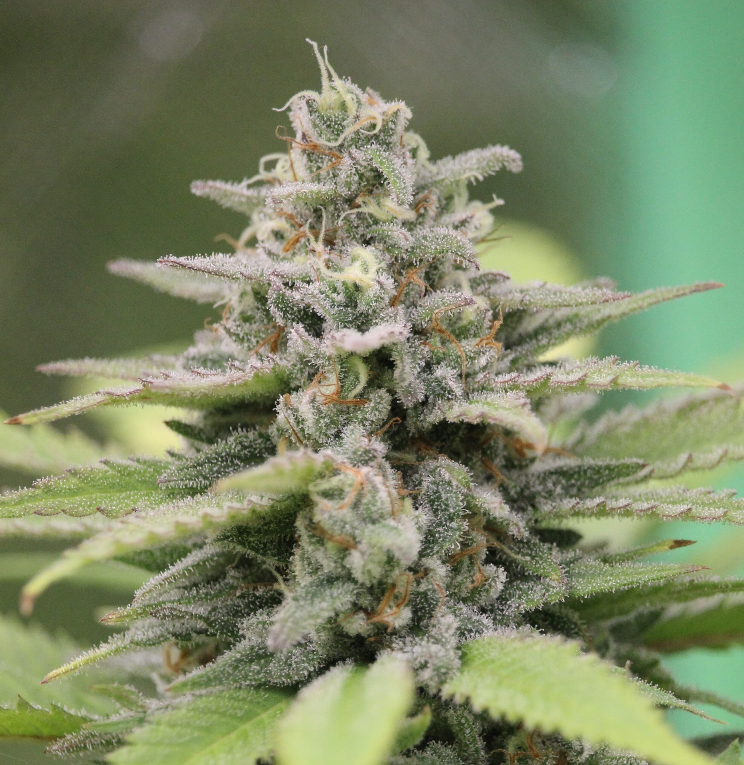 Unreife Cannabis Blüte