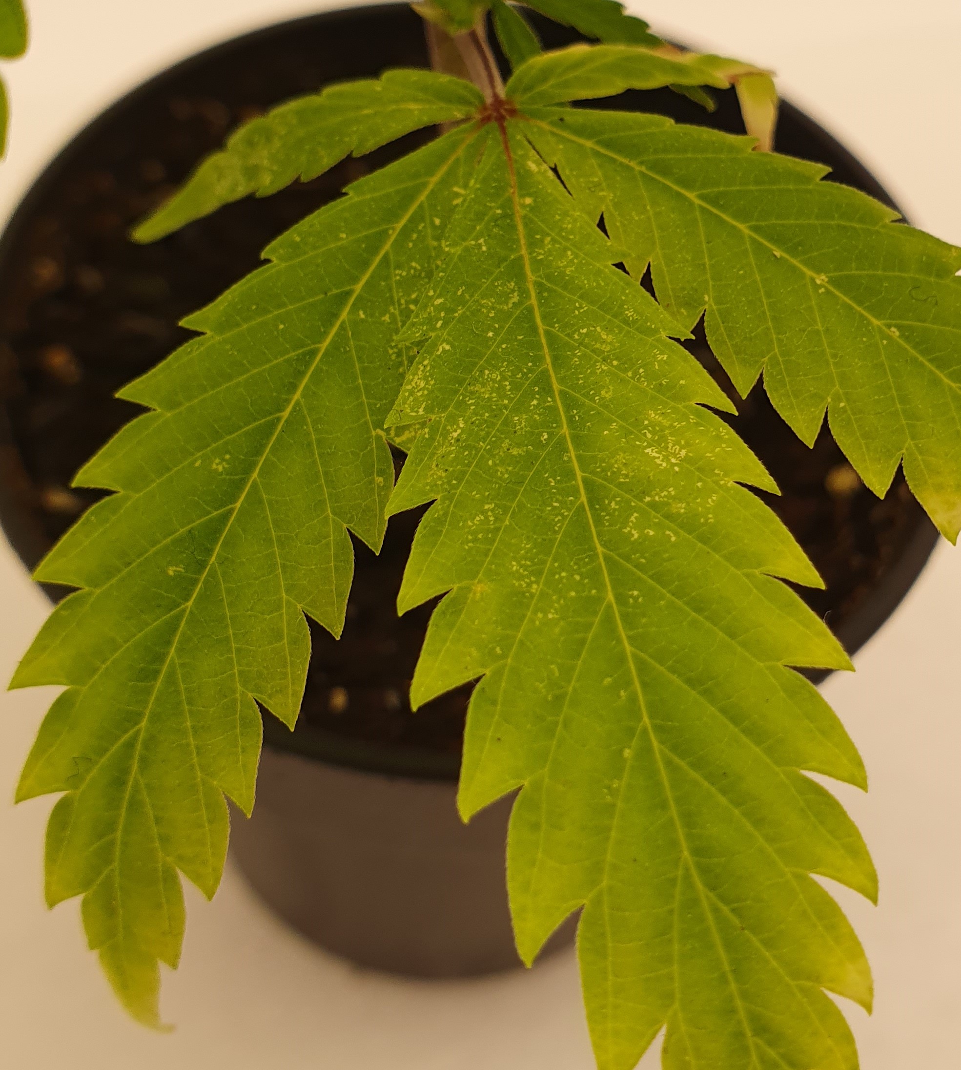 Spinnmilben Cannabis Anbau erkennen