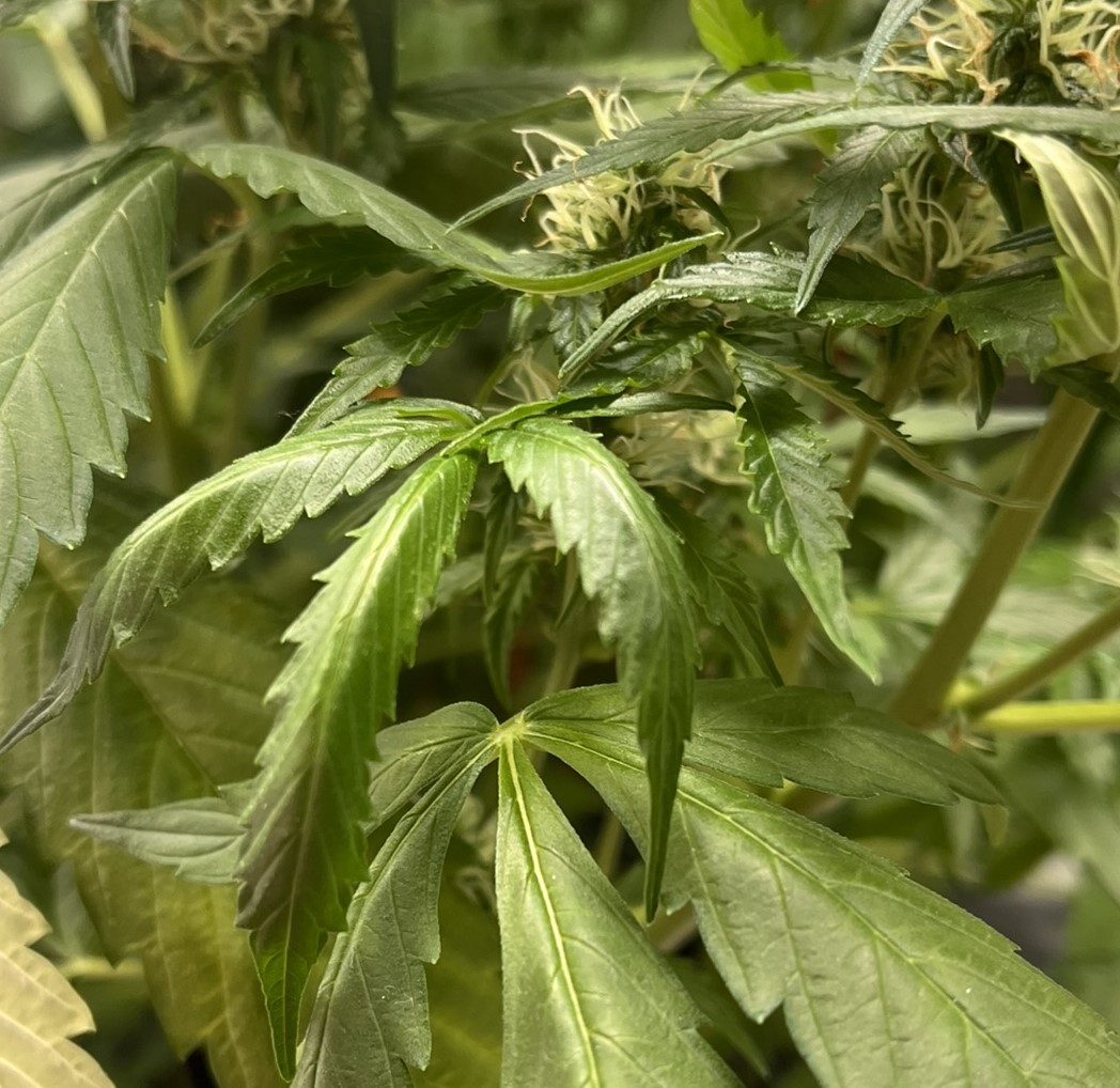 Cannabis Pflanze mit Stickstoff Überdüngung