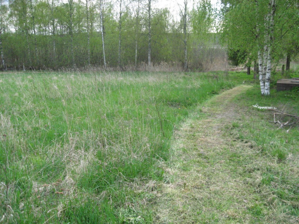 The grass waiting to be cut!