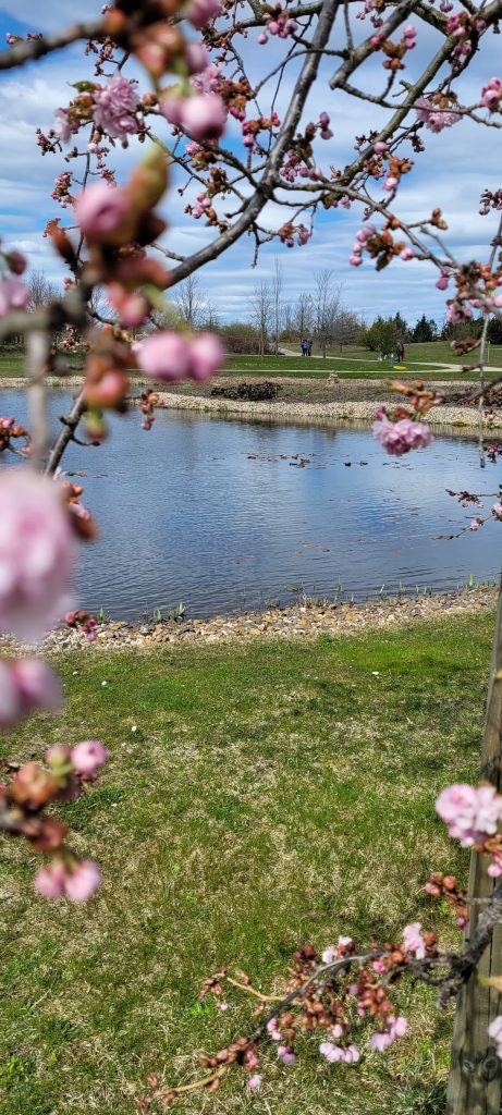 rosa Blüte im Frühling im Vordergrund, im Hintergrund ein Teil eines kleinen künstlich angelegten Sees