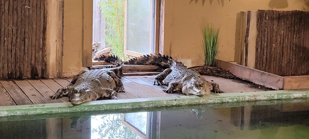 Reptilienzoo Döbrichau, 2 Krokodile schauen in die Kamera