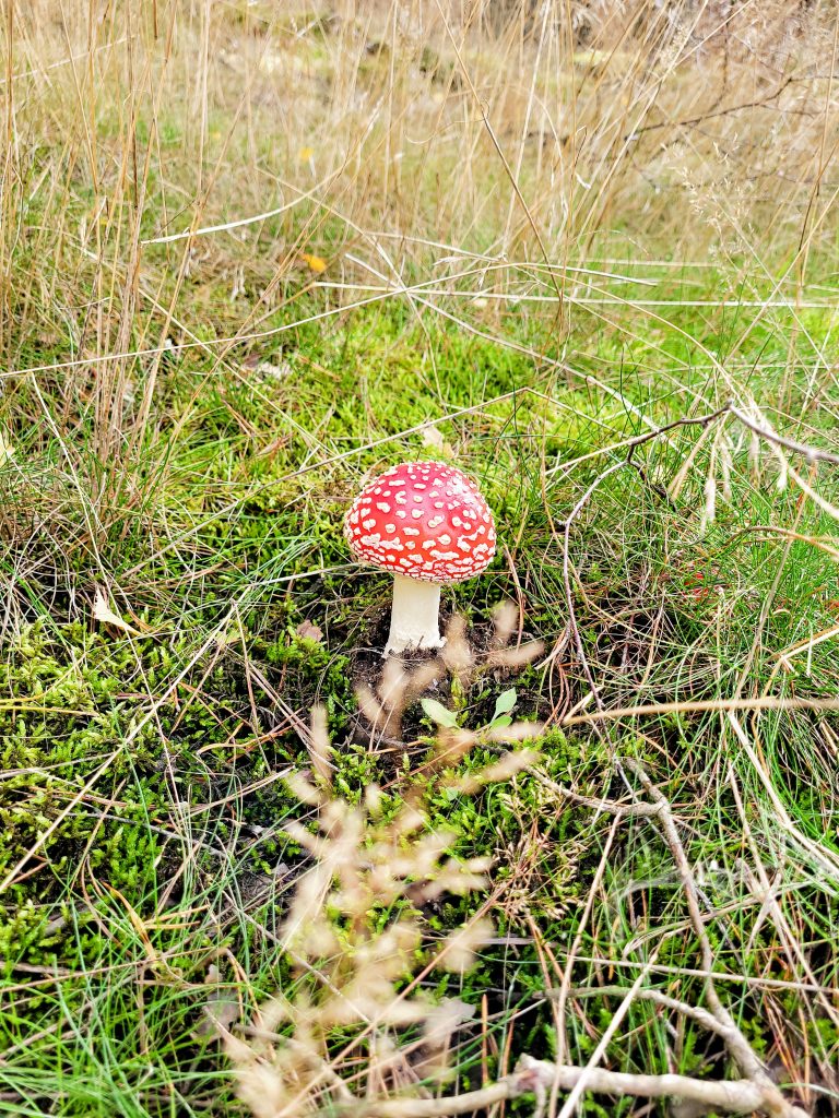 kleiner einsamer Fliegenpilz im Moos am Waldesrand