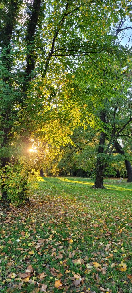 Bäume im Park durch die die Sonne scheint