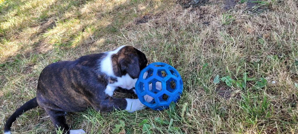 erster Besuch beim Welpen, Welpe spielt mit Ball