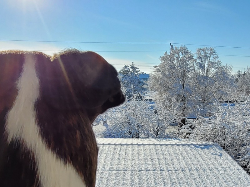 Hund schaut aus Fenster in die Winterlandschaft
