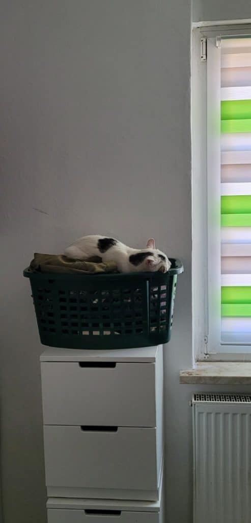 schlafende Katze im Wäschekorb