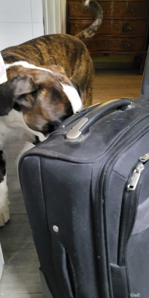 Hund schnuppert am Koffer