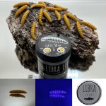 Larva 30 mm Coffe Milk Ost