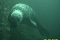 Pest! Another grey seal