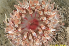 Dahlia anemone - Urticina felina
