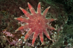 Common sunstar - Crossaster papposus