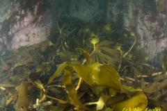 Beast from the east has ripped up lots of kelp.