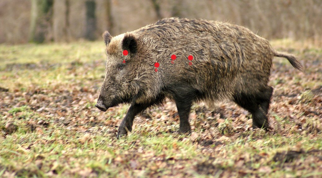 Umfrage Schwarzwild