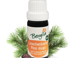 Bergila - Bjergfyr - Latschenkiefer