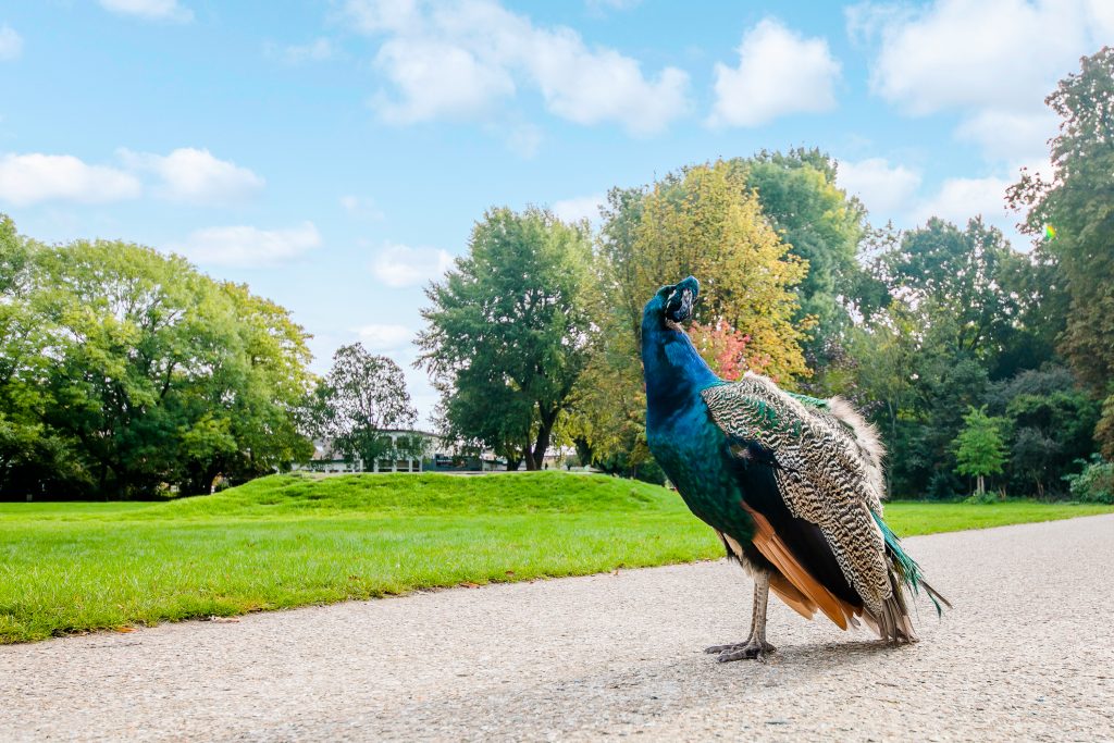 Julianapark Utrecht