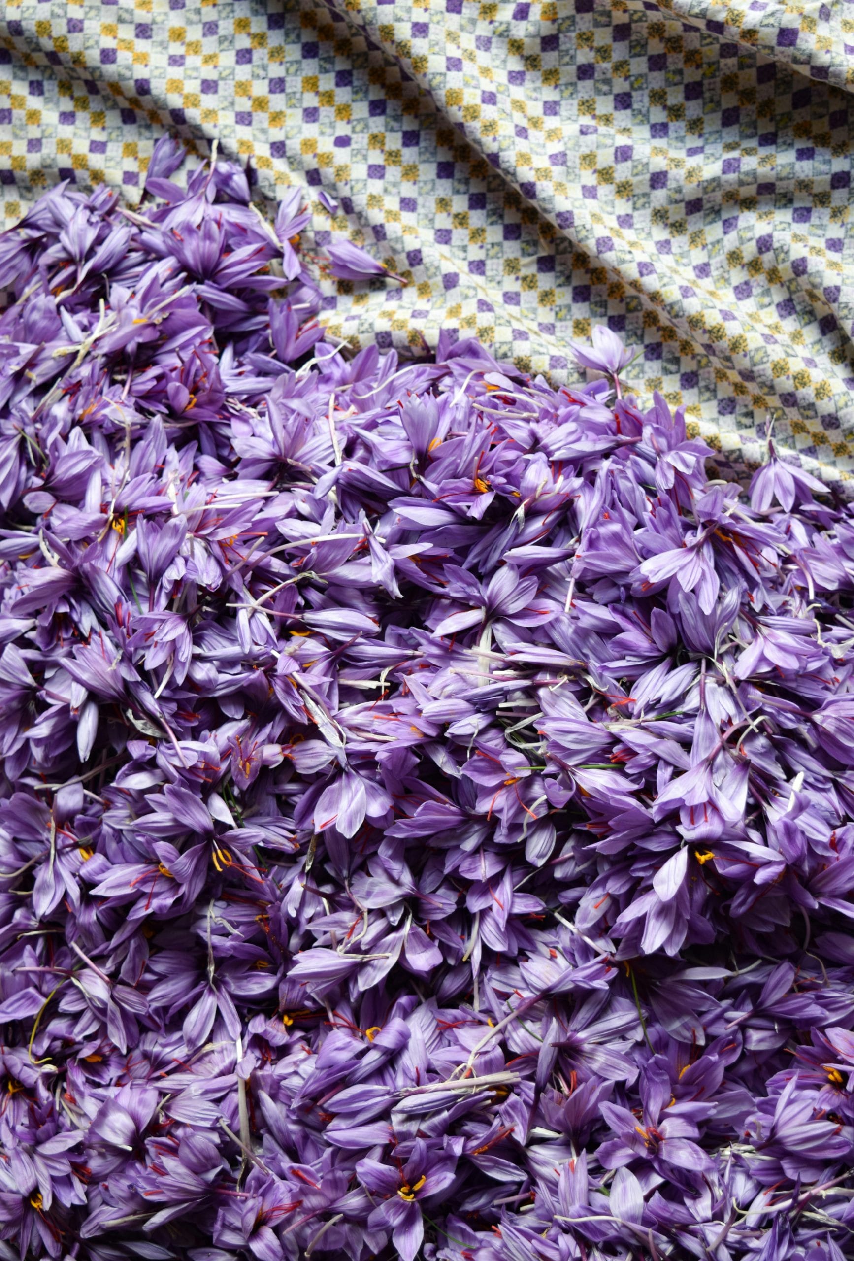 Saffranssockerlag Saffransblommor till saffransockerlag recept