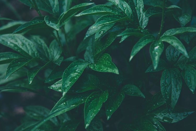 How To Choose a Reliable Company