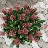 Skimmia