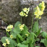 Haveprimula